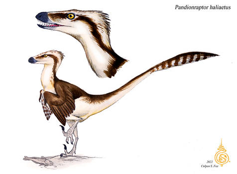 Pandionraptor haliaetus