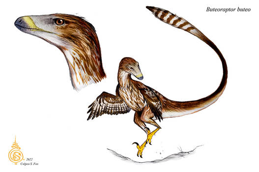 Buteoraptor buteo