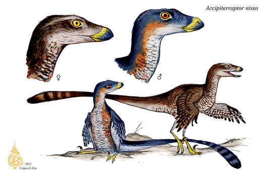 Accipiterraptor nisus