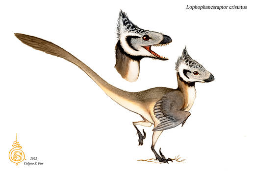 Lophophanesraptor cristatus
