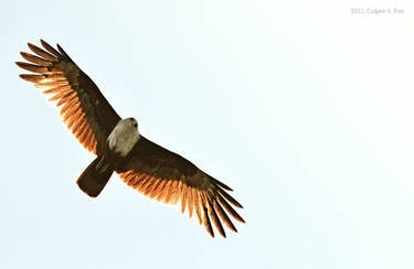 Brahminy Kite