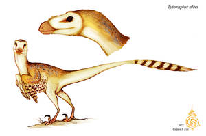 Tytoraptor alba