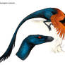 Centropusraptor sinensis