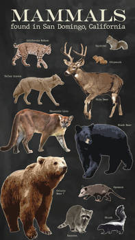 MAMMALS of San Domingo