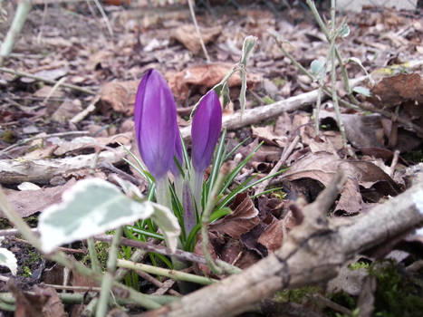 Crocus