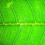 Macro Leaf no6