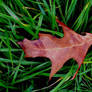 Lonely Leaf II