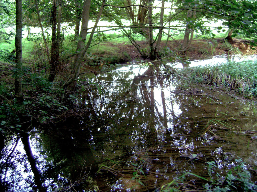 Some form of marshy area.