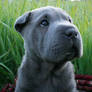 Shar Pei in the Grass