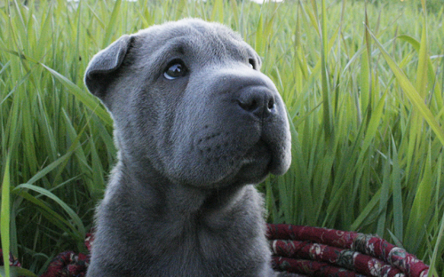 Shar Pei in the Grass