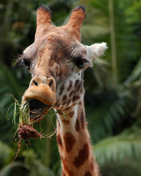 Giraffe hunger