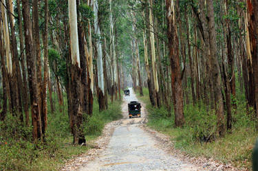 muthanga wildlife sanctuary safari