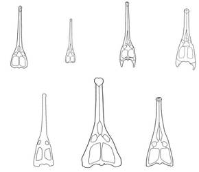 Steneosaurus skull comparison