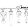 Crocodylomorpha comparison