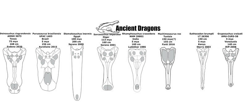 Crocodylomorpha comparison