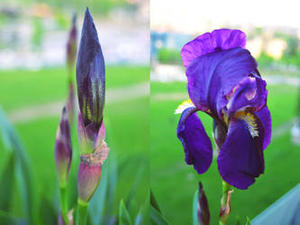 Flower: before and after