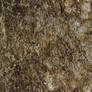 seamless texture rock and moss