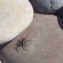 Spiders on the beach