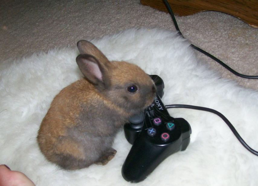 PS2 Bunny