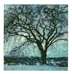 Winter Tree 4