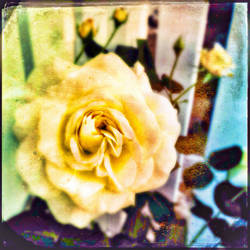 The Yellow Rose Of Roxborough