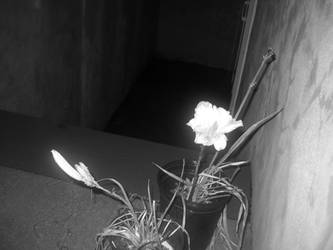 Flower in the Darkness