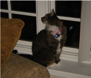 Cats Fit on the Windowsill