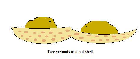 Two peanuts in a nut shell