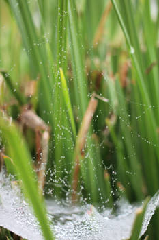 Wet Web