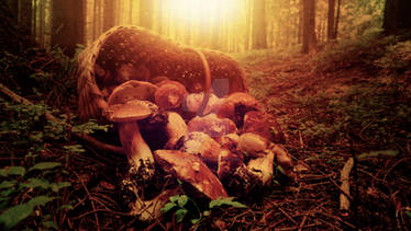 Moody mushrooms