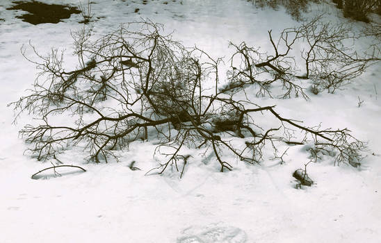 Snow Spider