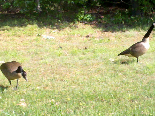 Canadian geese wandering about