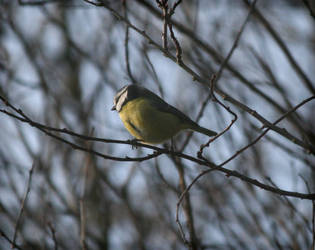 Blue Tit