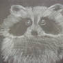 Raccoon