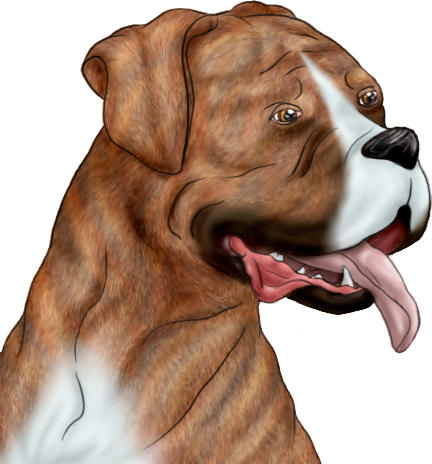 Deviantart Boxer Dog Boxer 3 by hansoloqt on DeviantArt