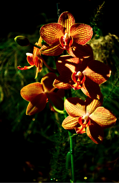 Orange Orchids Preview