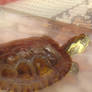 my turtle nulla