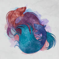 Betta splendens