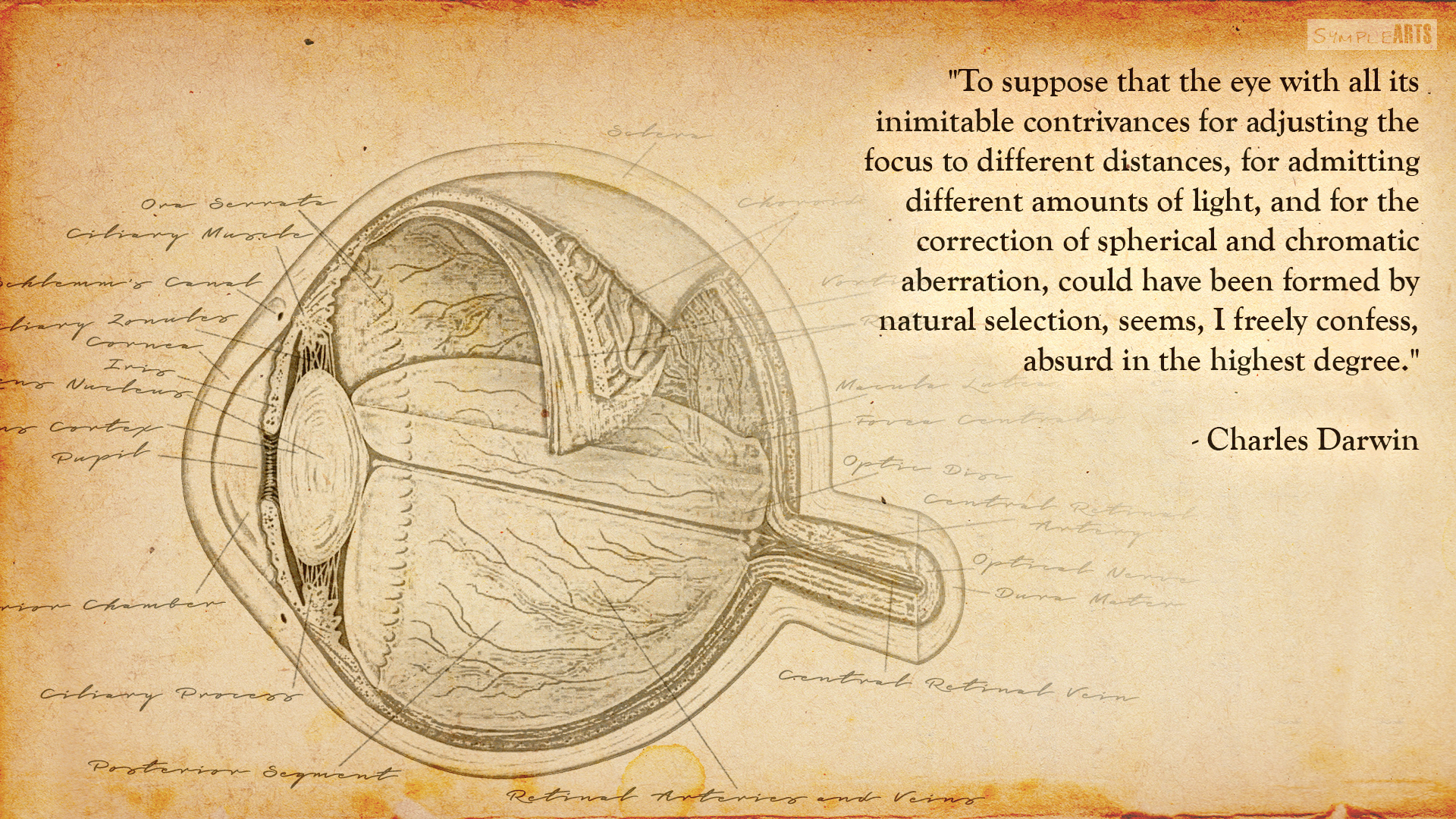 Common Sense by Charles Darwin by SympleArts