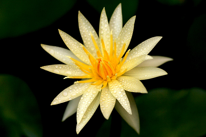 Water Lily