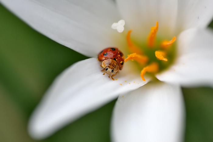 Lady Bug in White Flower