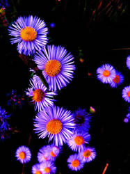 Electric Flowers