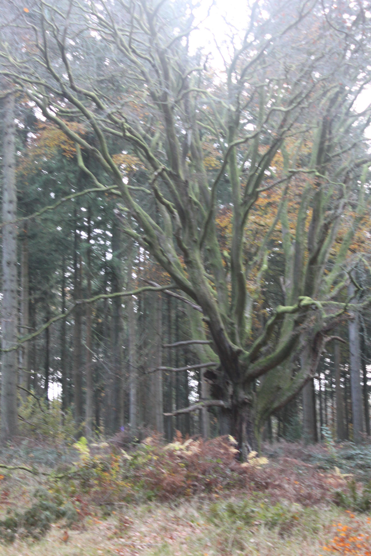 a witches tree by squareholejim on DeviantArt