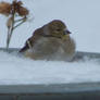 Wintering Finch...