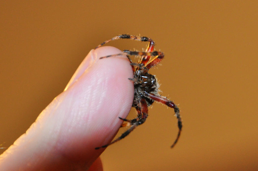 Orb Weaver Spider 4