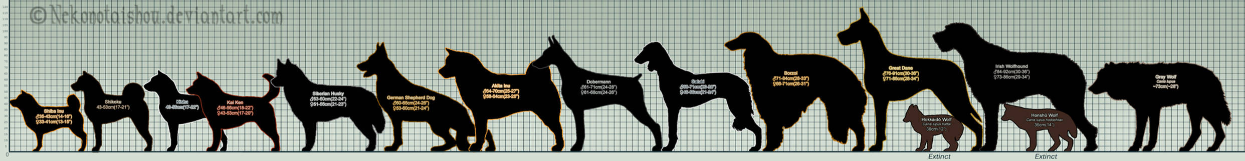 Ginga Breed Size Chart WIP