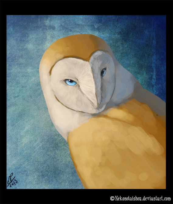 Blue Eyed Barn Owl