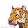 Leopard Tiger?