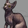 Sphynx Cat speedpaint