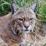 Bobcat